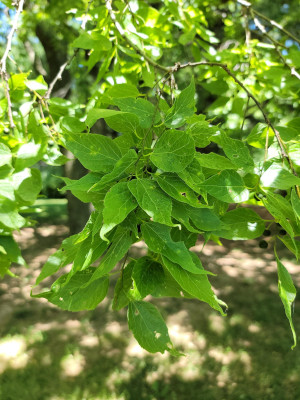 Hackberry Leaves